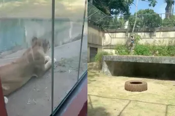 Man klimt leeuwenverblijf in Braziliaanse dierentuin in – en dat loopt fataal af