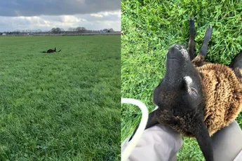 Vrouw spot gevallen schaap en helpt een handje