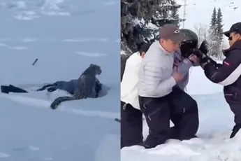 Skiër aangevallen door sneeuwluipaard in China: beest springt uit het niets en bijt haar in het gezicht