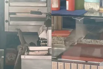 Update na viral rattenvideo in Amsterdam: zaak per direct gesloten door NVWA