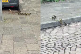 Niet elke video eindigt zoals je hoopt