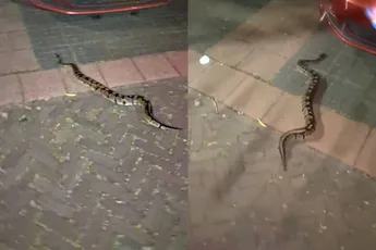 Niet alleen tropische temperaturen in Nederland: python kruipt midden in de nacht over straat in Alphen aan den Rijn