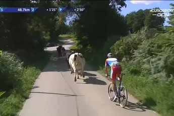 Video: Terpstra wordt in Bretagne Classic gehinderd door klein peloton koeien