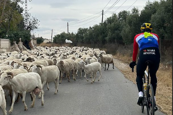🎥 Opgepast, dames eerst! Vingegaard, Van Baarle, Tratnik en Uijtdebroeks stuiten in Spanje op kudde geiten