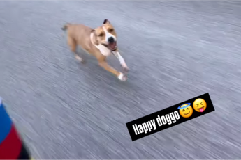 📸Pogacar krijgt wederom iemand mee in het wiel: 'happy doggo' sprint doodleuk mee met wereldkampioen