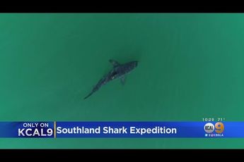 Video | Meer haaien dan ooit voor kust van Californië