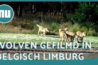 Video | Wolvenwelpjes spelen met elkaar in Belgisch Limburg