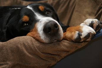 Vier tips om je hond een gezond leven te geven