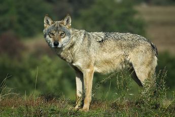 Foto's  | Eerst wolf gespot in West-Brabant