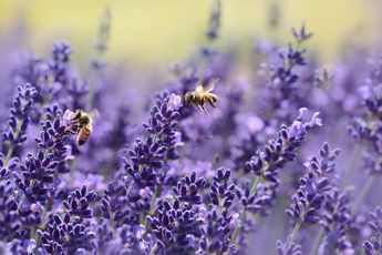 Wageningse bijen steken hun tong uit als ze corona ruiken