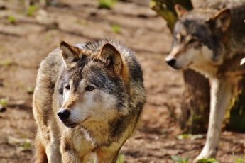 Update | Wolf in Zuid-Nederland blijkt Alpiene Wolf