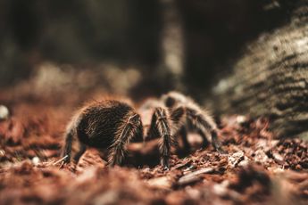 Exposure therapie blijkt effectief voor zowel angst voor spinnen als voor hoogtes