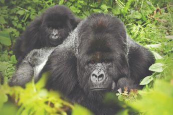Gorilla Glass uitgelegd: de wrijving tussen kras en barst