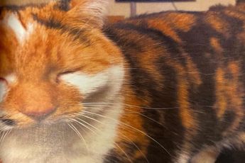 Politie jaagt op koelbloedige moordenaar die Almeerse kat vanuit het niets doodschiet