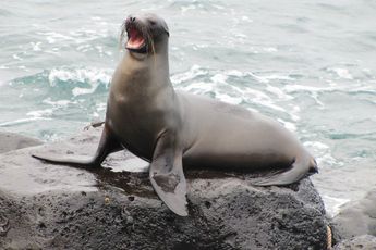 Video| Angstige zeeleeuwen zoeken veilig onderkomen op in Chileens dorp