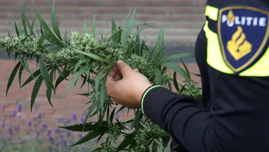 agent heeft hennepplant in handen politie ijmond 915x518 1