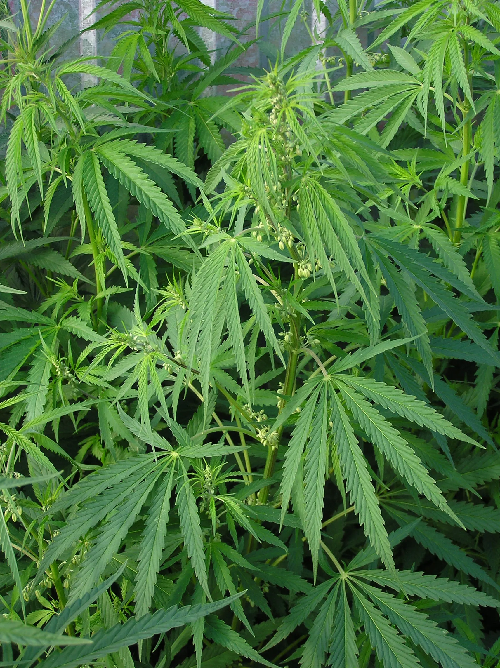 cannabis ruderalis male plant