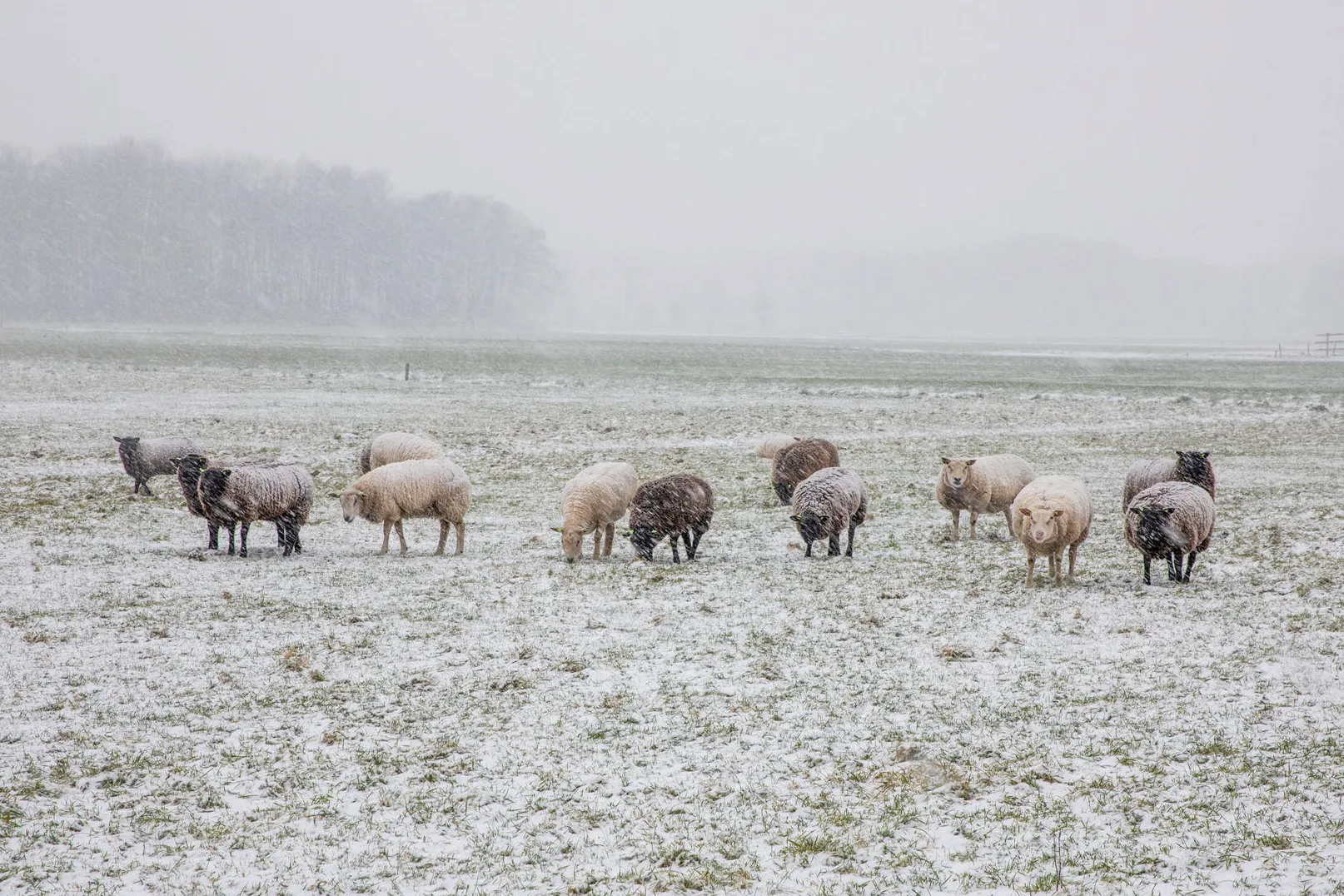 schapen