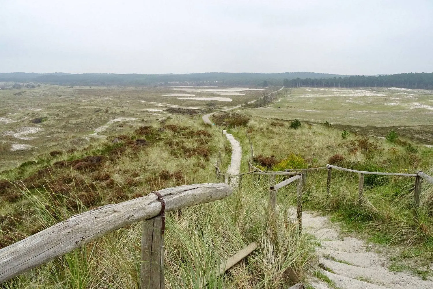 20170926_Schoorlsche_Duinen8 Wikipedia - Gouwenaar