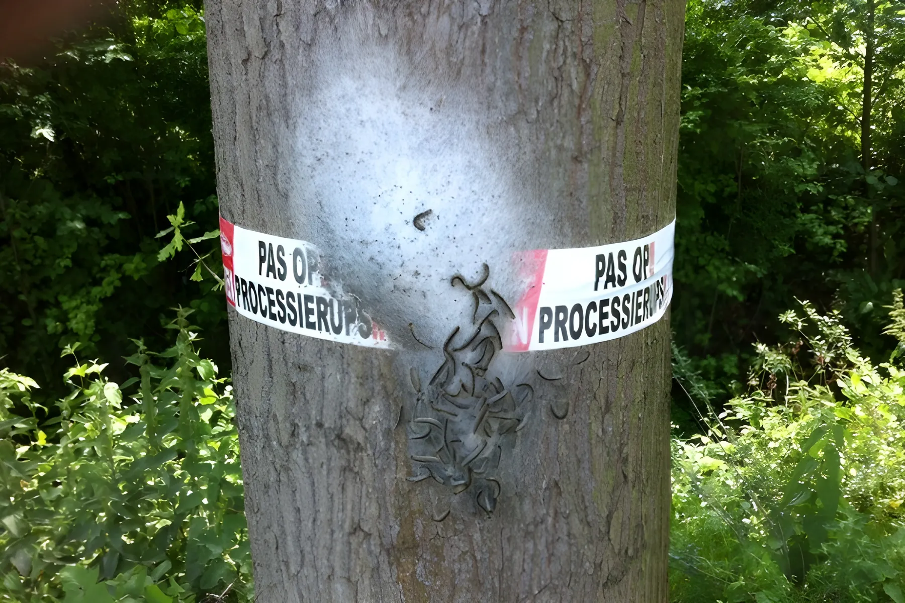 eikenprocessierups gem almere