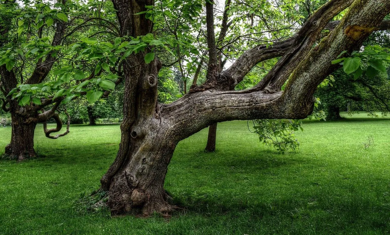 oude boom theorivierenlaan via pixabay