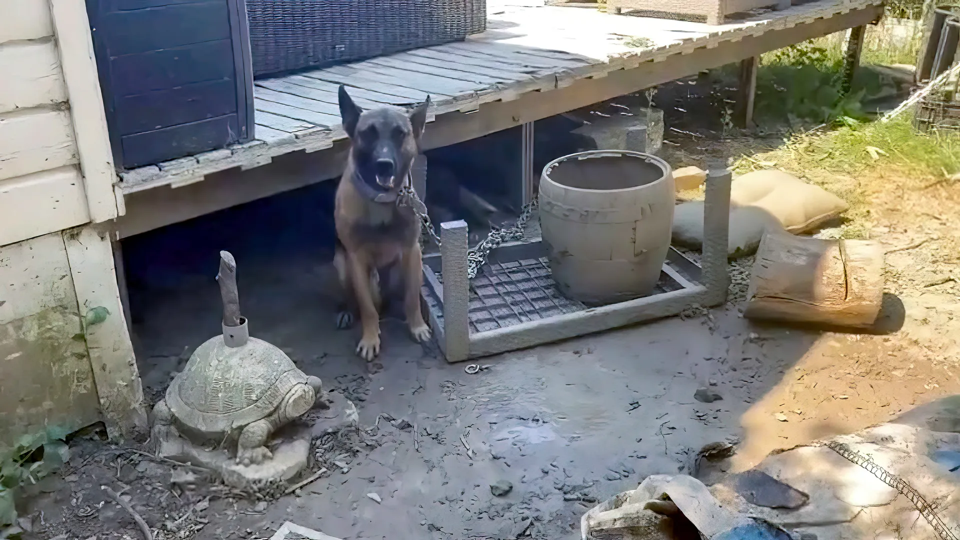 in beslag genomen hond politie denoiseai standard