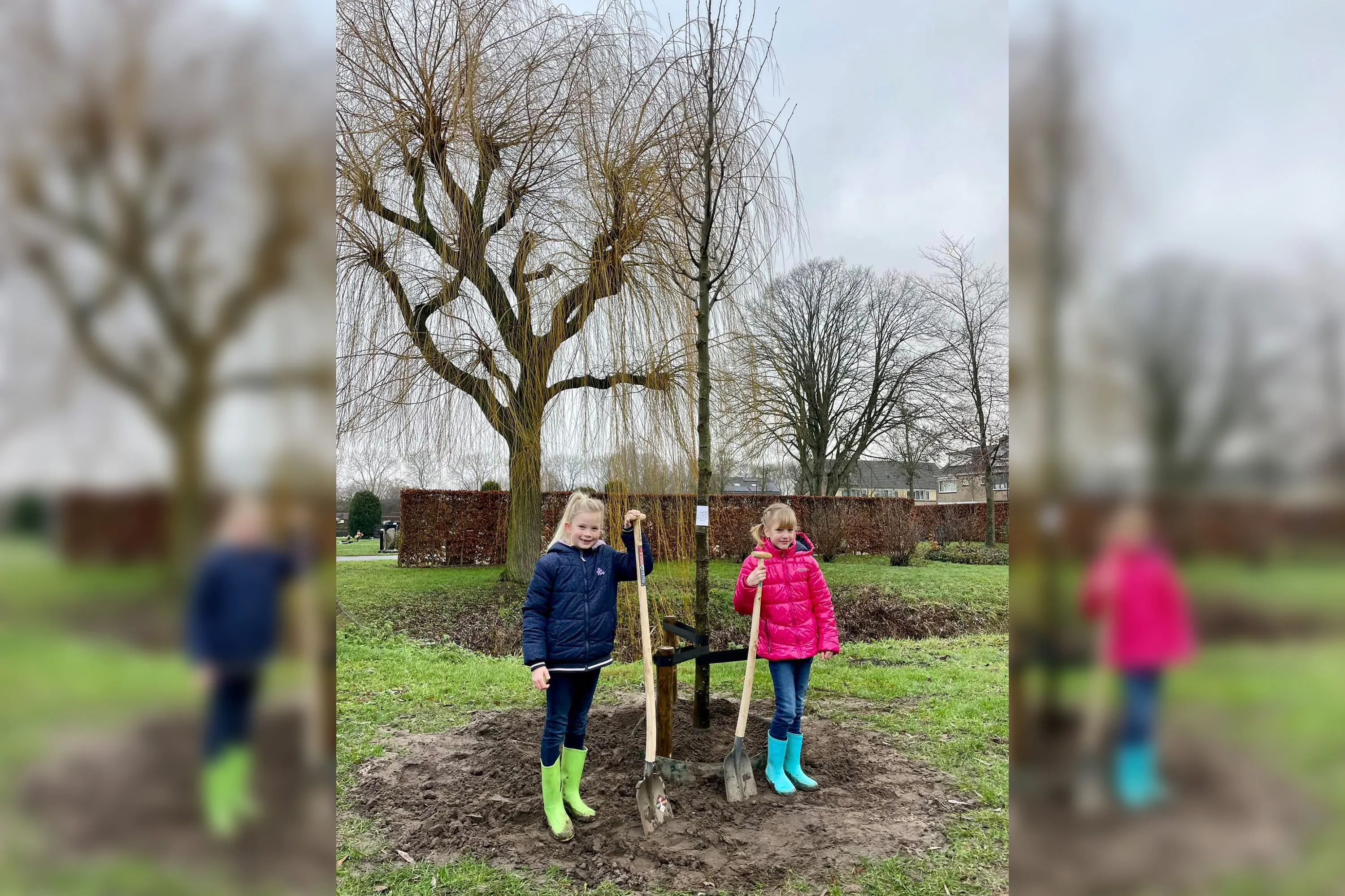 planten boom almkerk