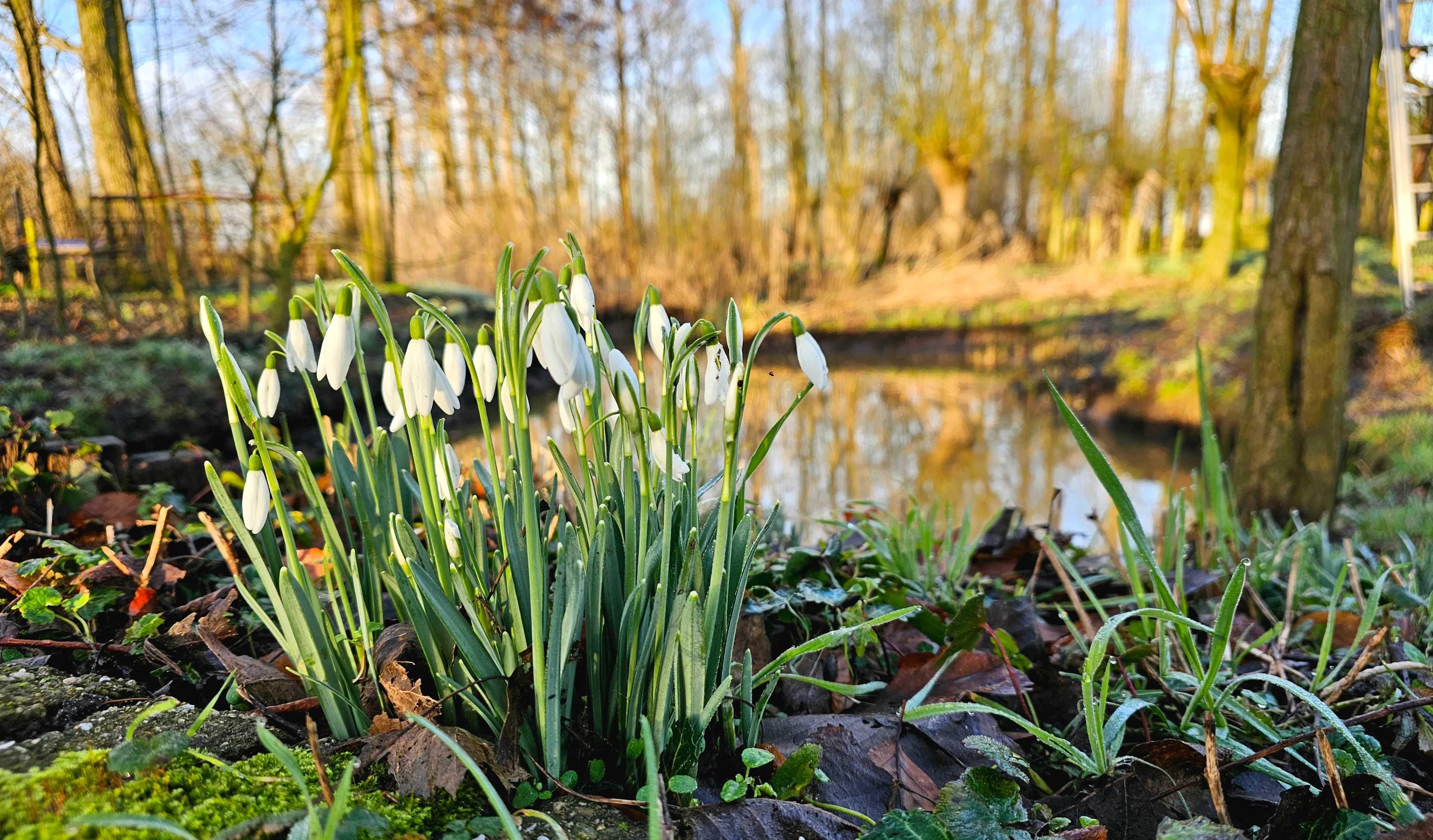 sneeuwklokjes in duyls bos