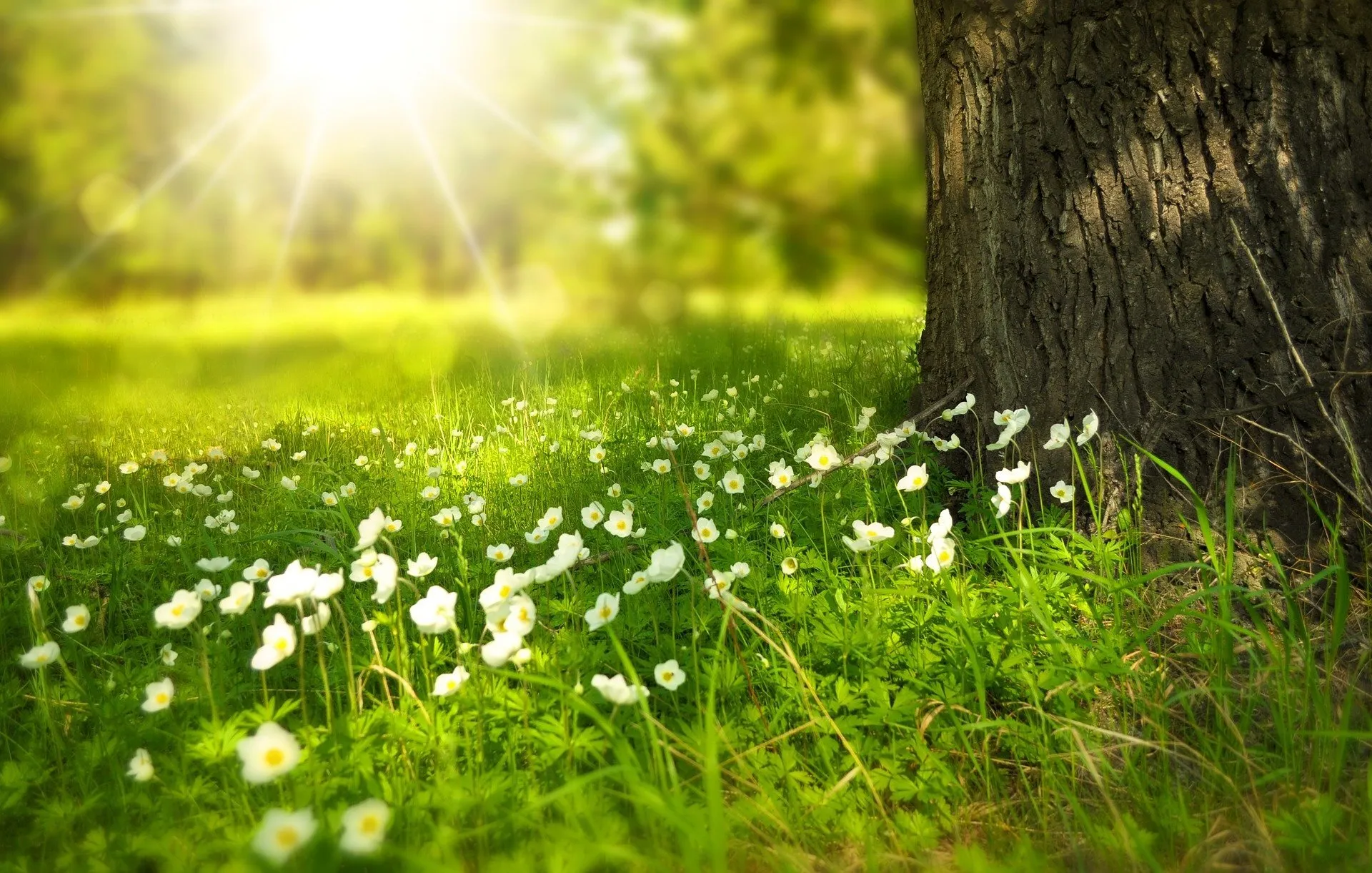 tree g4528b6f55 1920