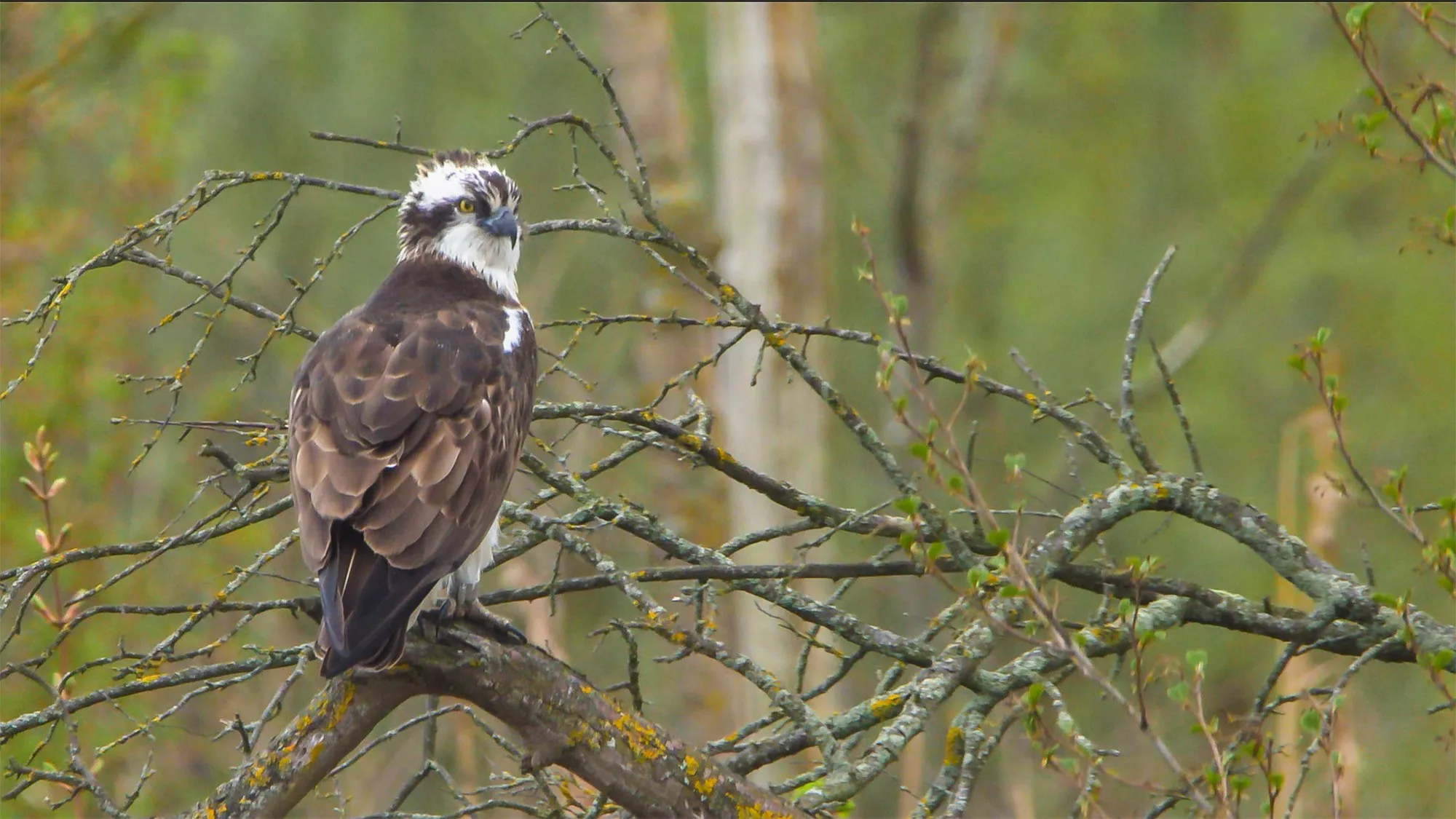 visarend man 7tg nationaal park de biesbosch