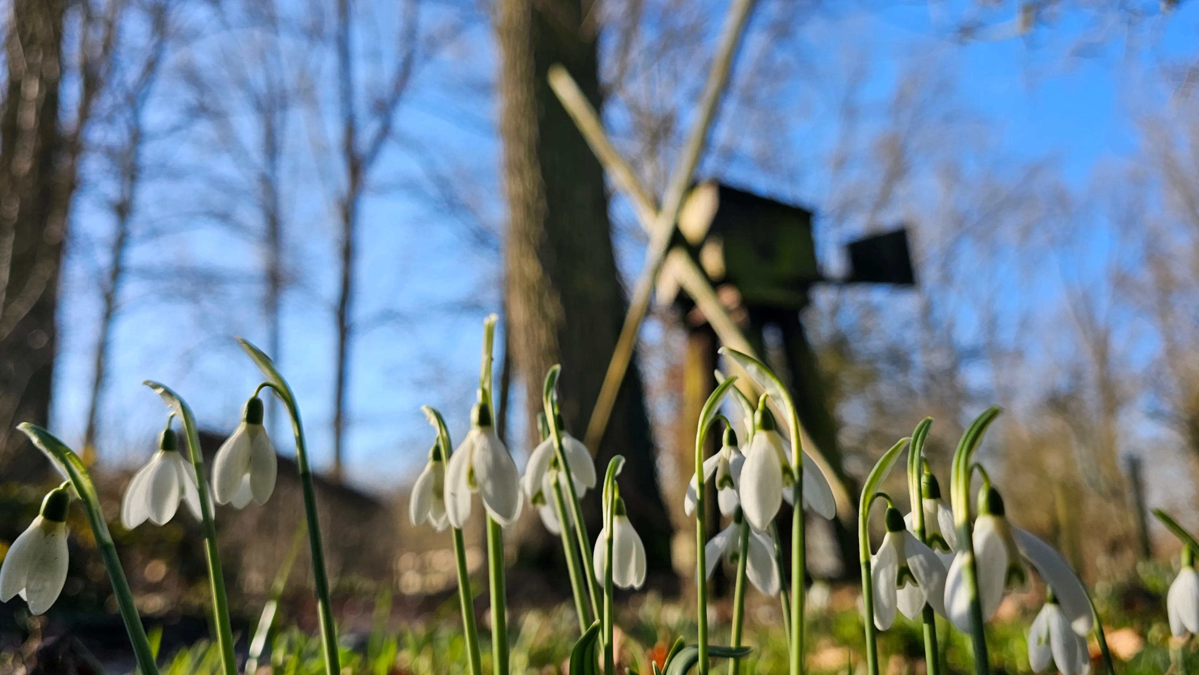 Sneeuwklokjes in Duyls Bos-2