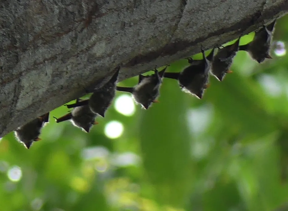 Onderzoek naar beschermde diersoorten gestart in de gemeente