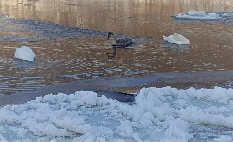 gulbes139862381 18599729774832sss95 4122084597766770186 o