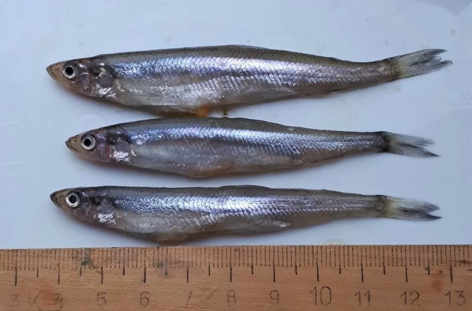 stini153235154 2866097590276132 3329082839140046138 o