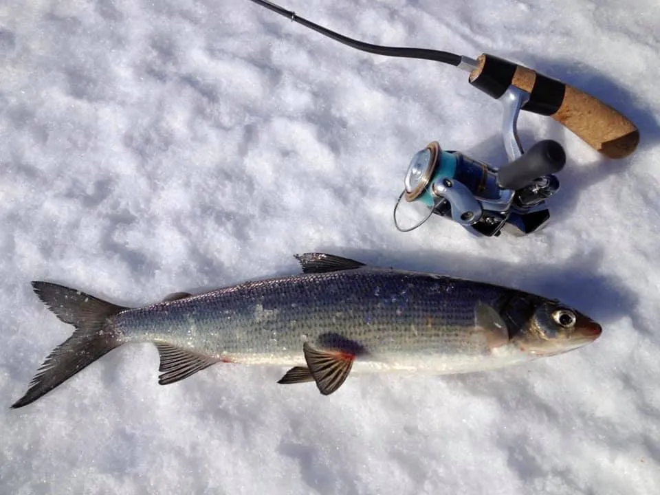 sykas138823082 2298155353641737 1558409888367665369 n