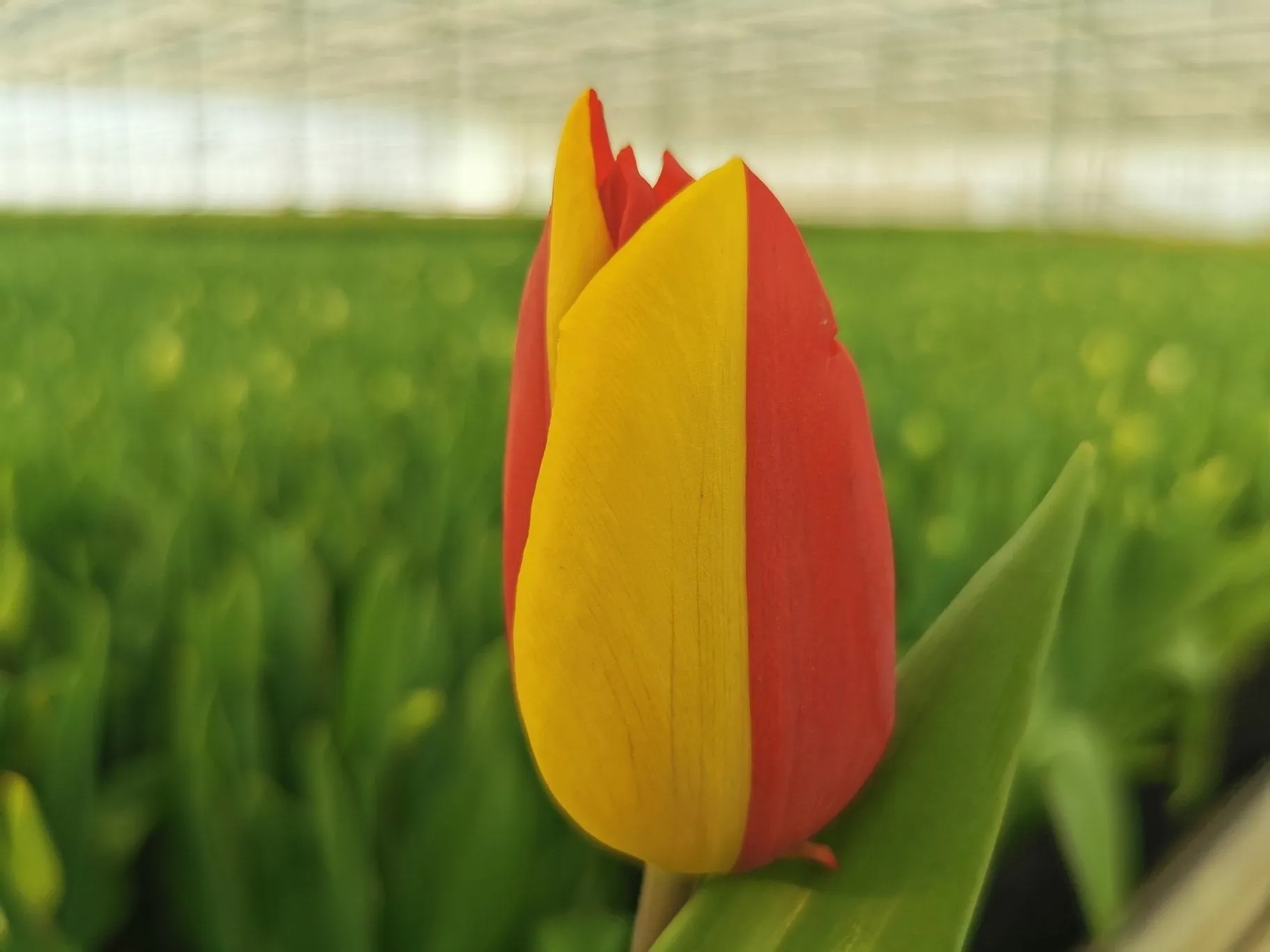 tulp154327035 3280250278742859 2655823886787201040 o