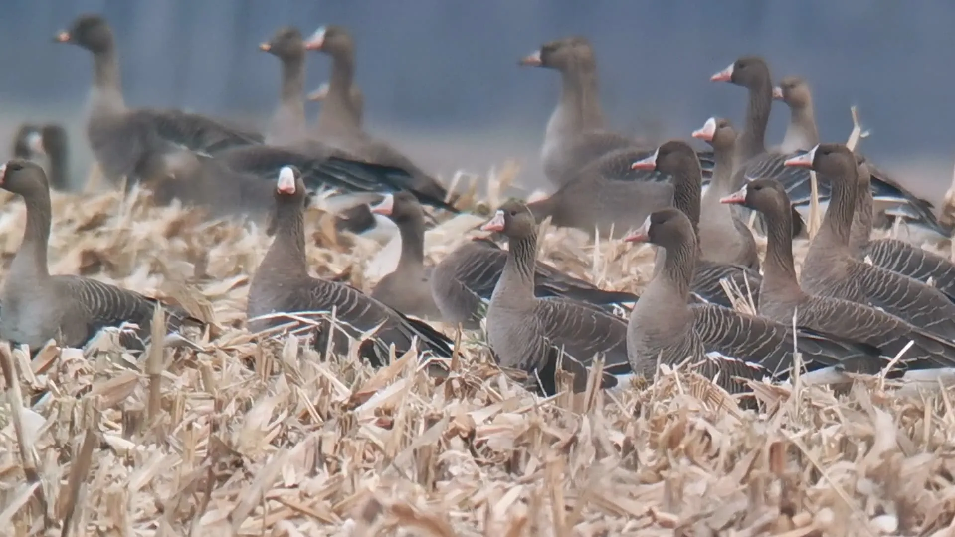 videoframe 20211103 155443 comhuaweihimovieoverseas 1