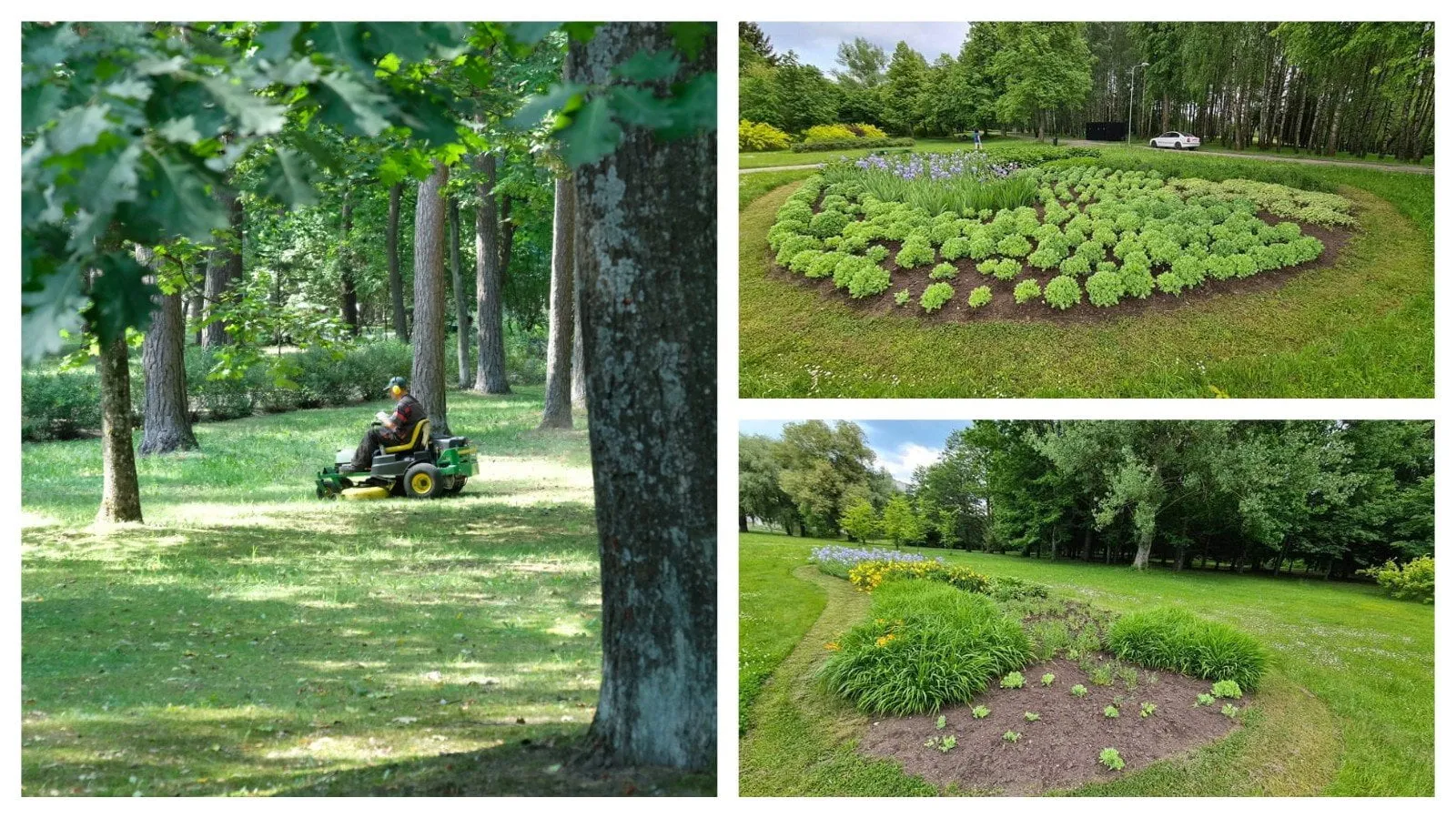 zoles pjovimas ir gelynai ams ir stebule nuotr
