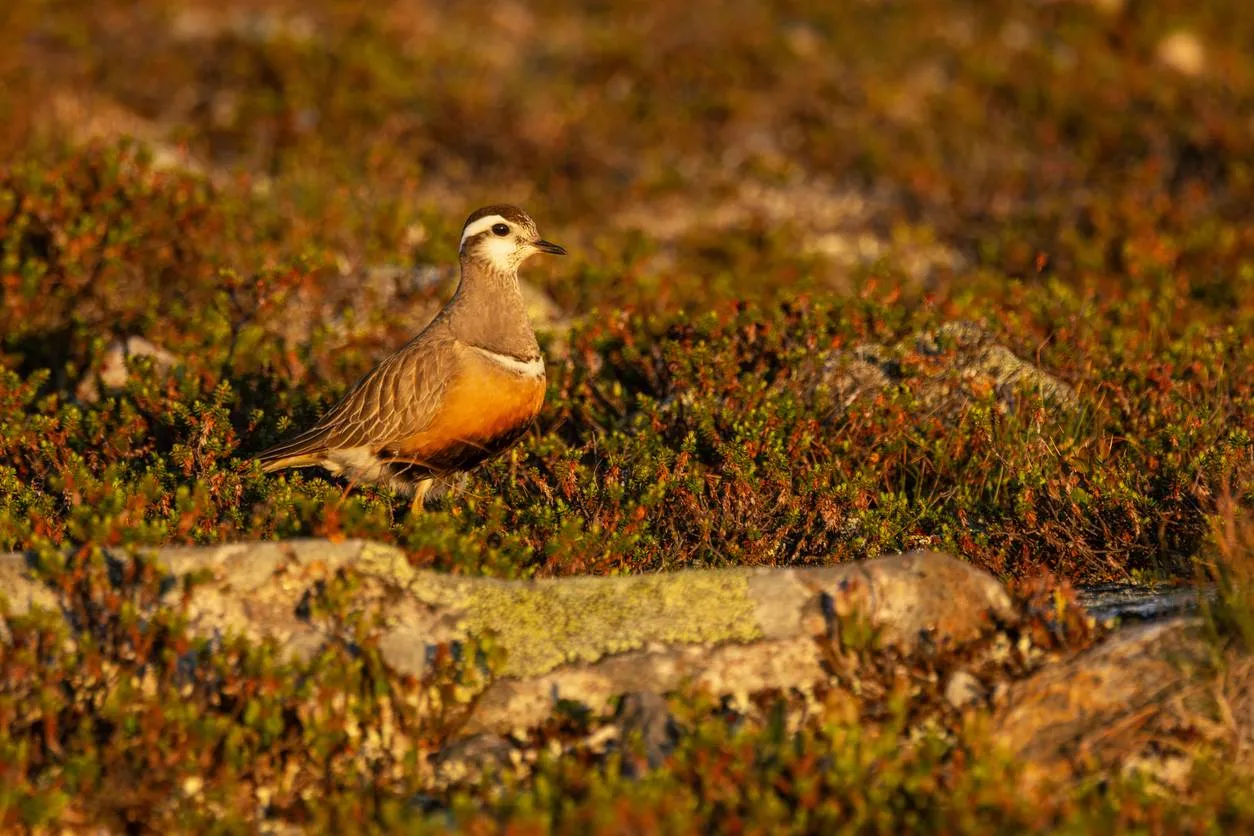 Zeldzame morinelplevier gespot bij Buren op 18 april