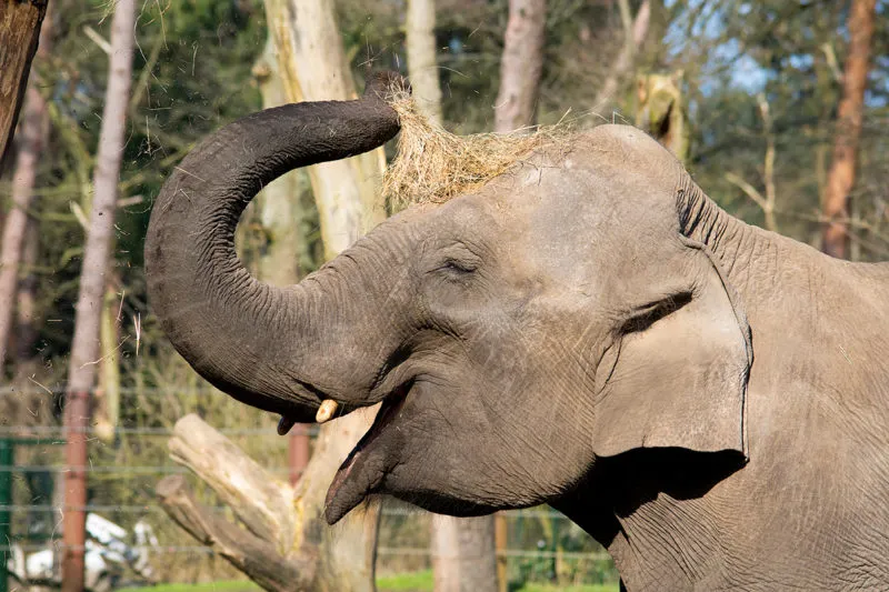 olifant indra dierenpark amersfoort e1592406214402