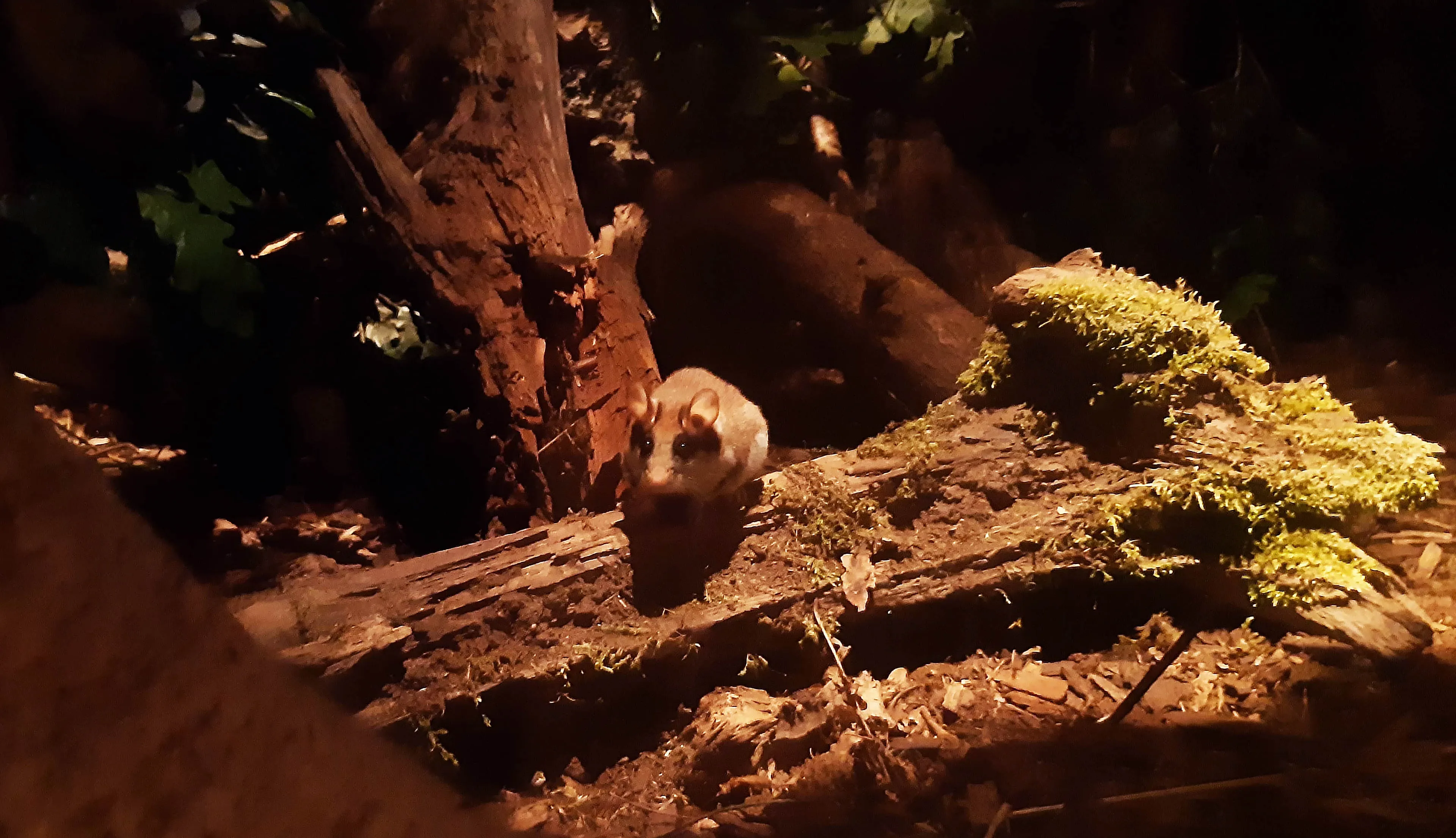 deze twee actieve eikelmuizen rennen en snuffelen regelmatig rond in het verblijf de vorige eikelmuizen waren lastiger te spotten