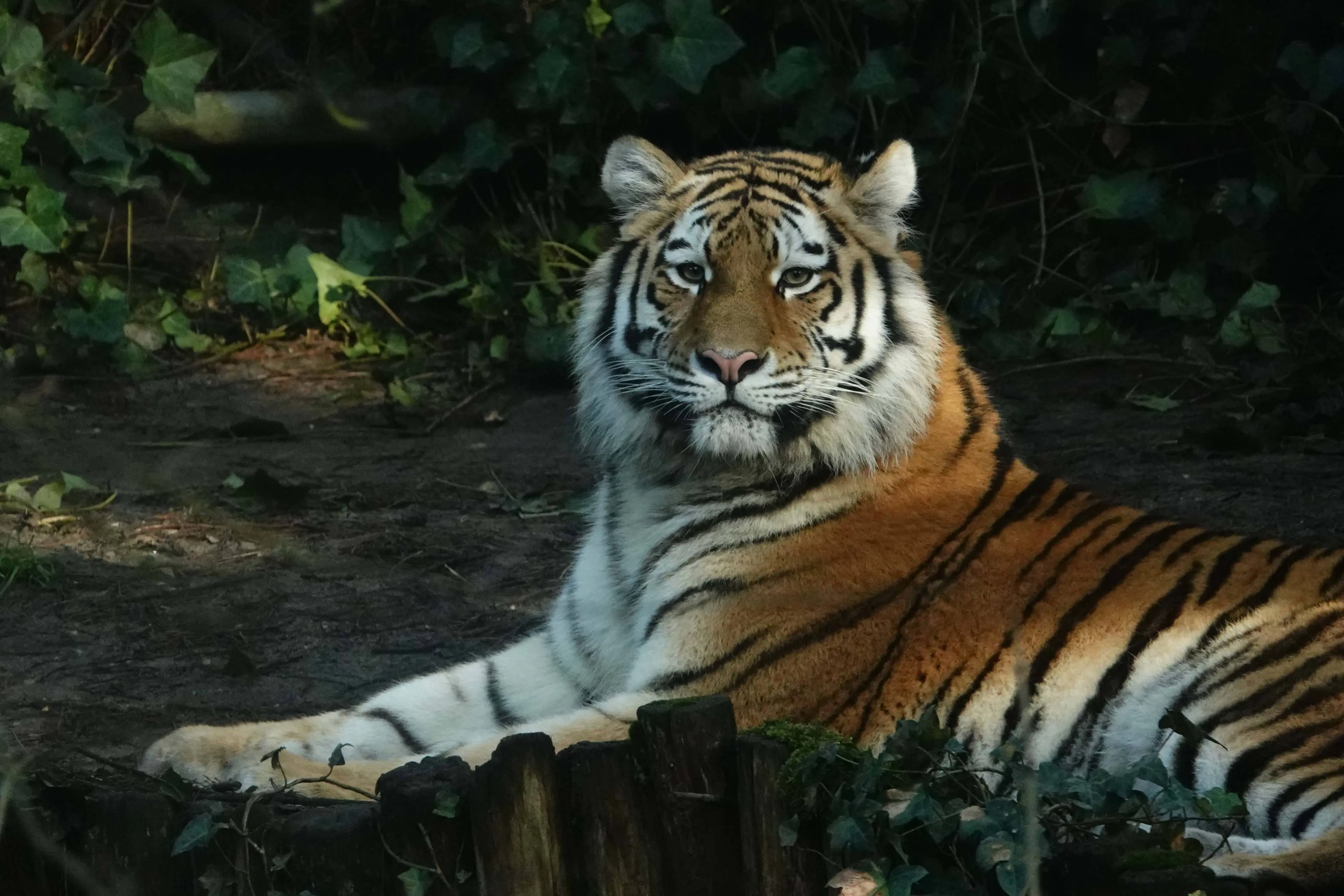 Er is een nieuwe tijgervrouw aangekomen in DierenPark Amersfoort