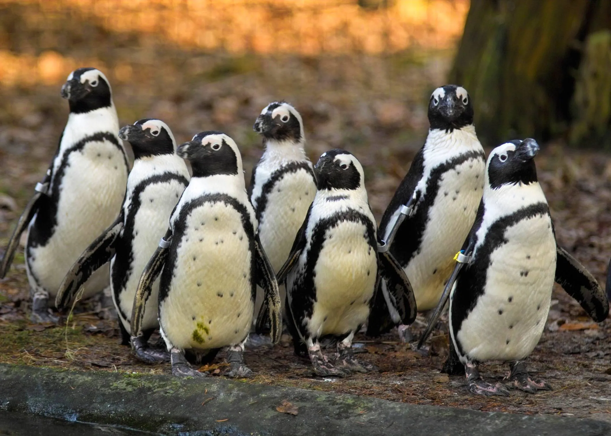 Vandaag, op World Wildlife Day, blijkt dat de bedreigde zwartvoetpinguïn als winnaar uit de bus is gekomen tijdens de Dierenhelden Week in DierenPark Amersfoort