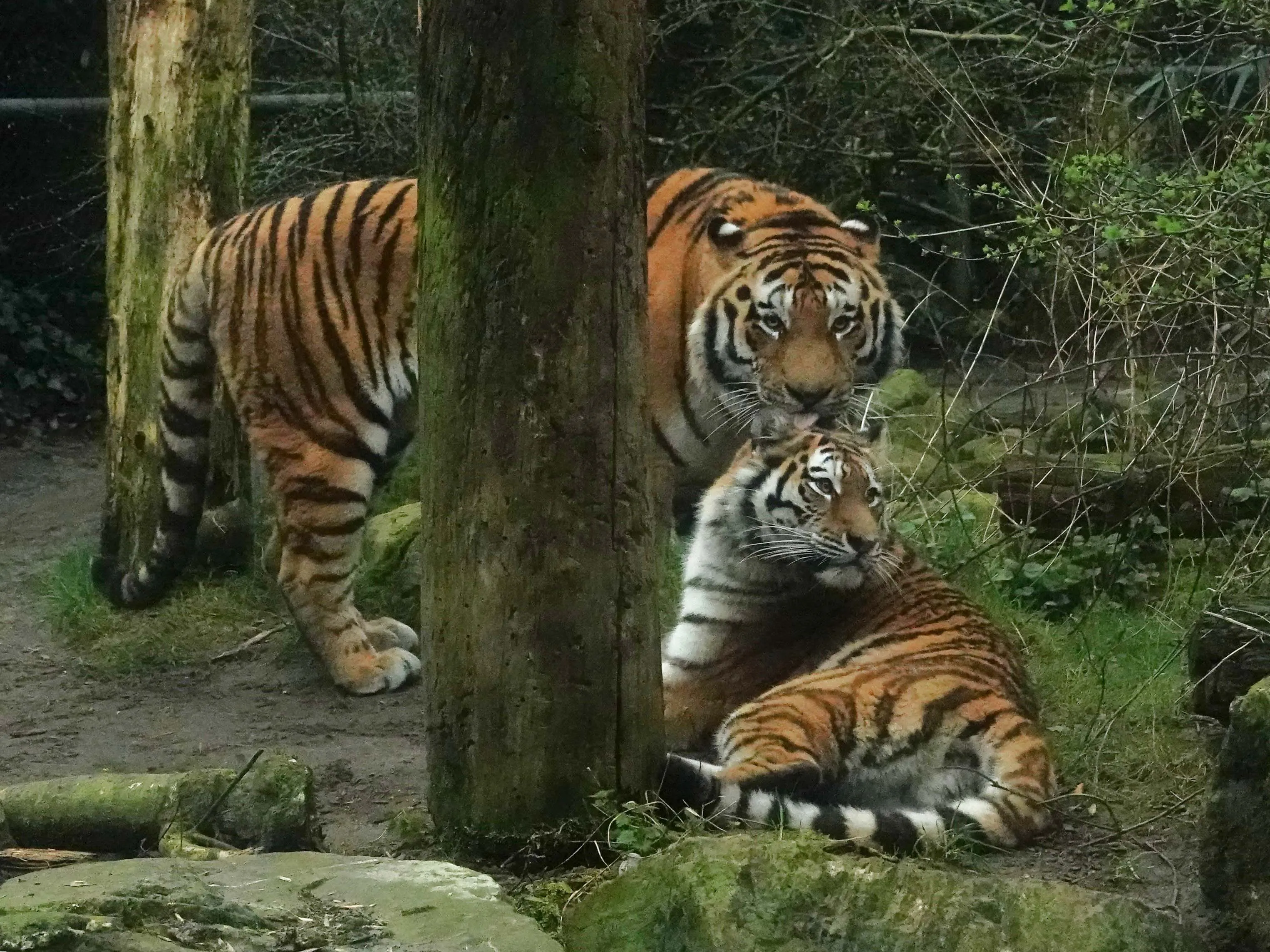 De dieren kunnen goed met elkaar overweg en zoeken elkaar regelmatig op