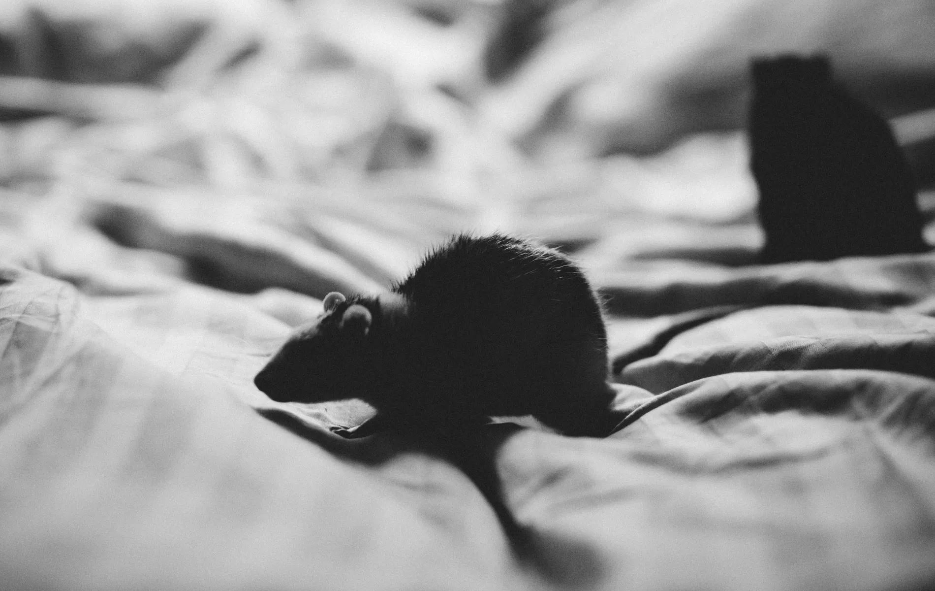 ratten amsterdam lequal pexels 658164