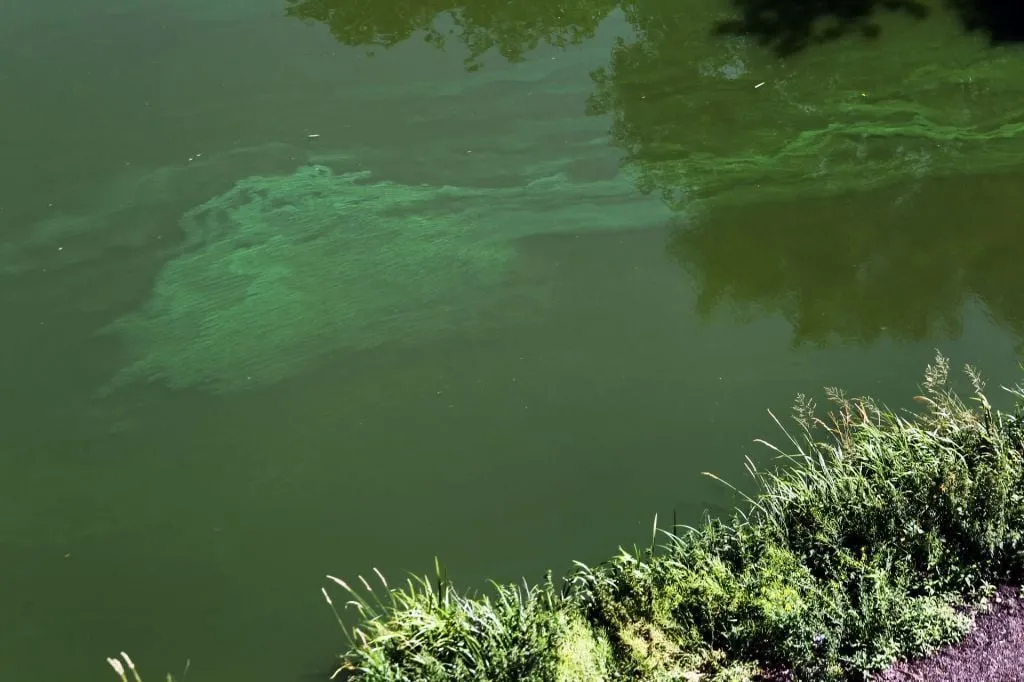 blauwalg gezondheid en co