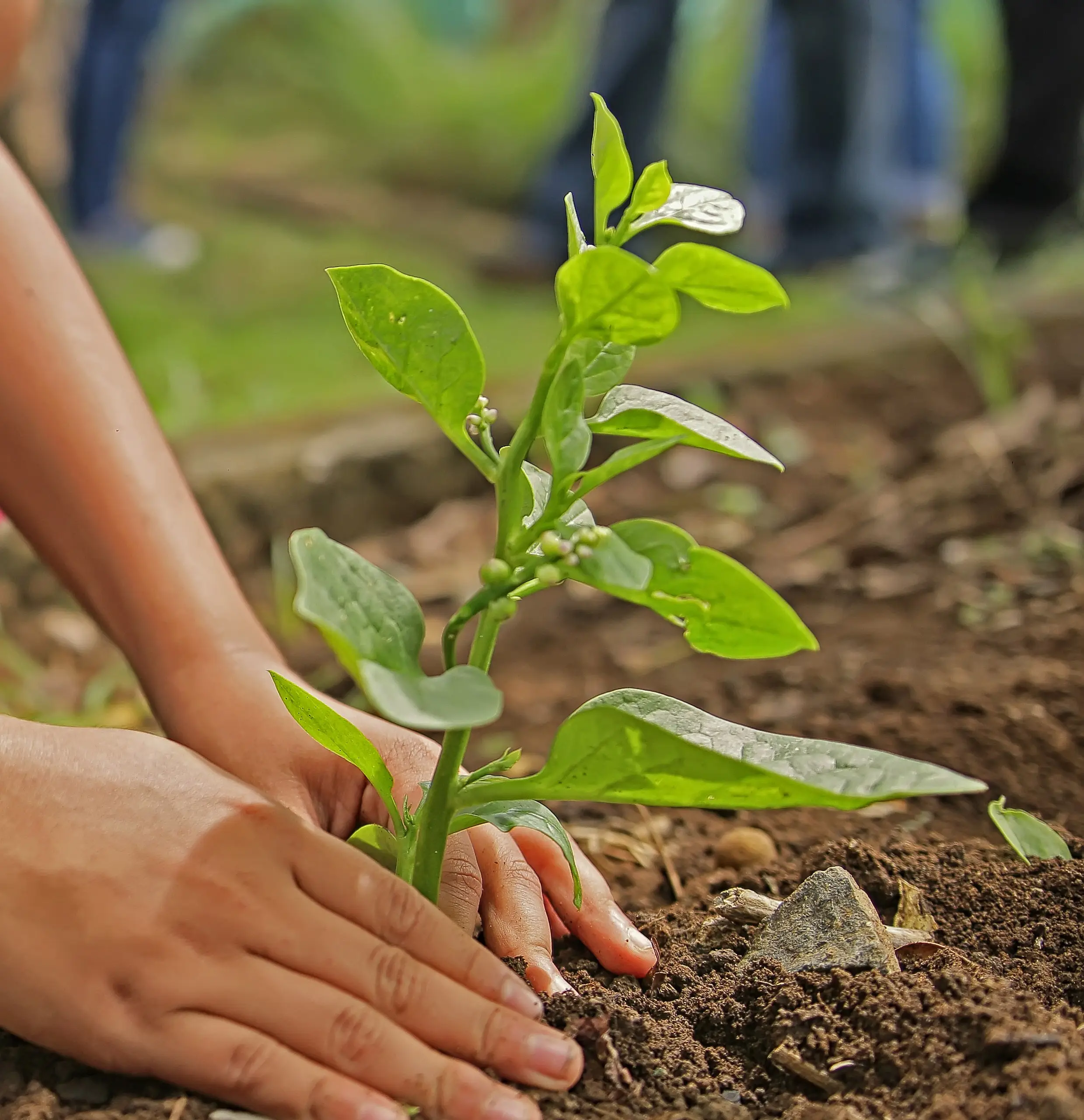 Een jonge boom wordt in de tuin geplant