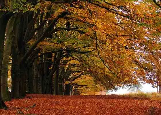 herfstfotowedstrijd hoge veluwe