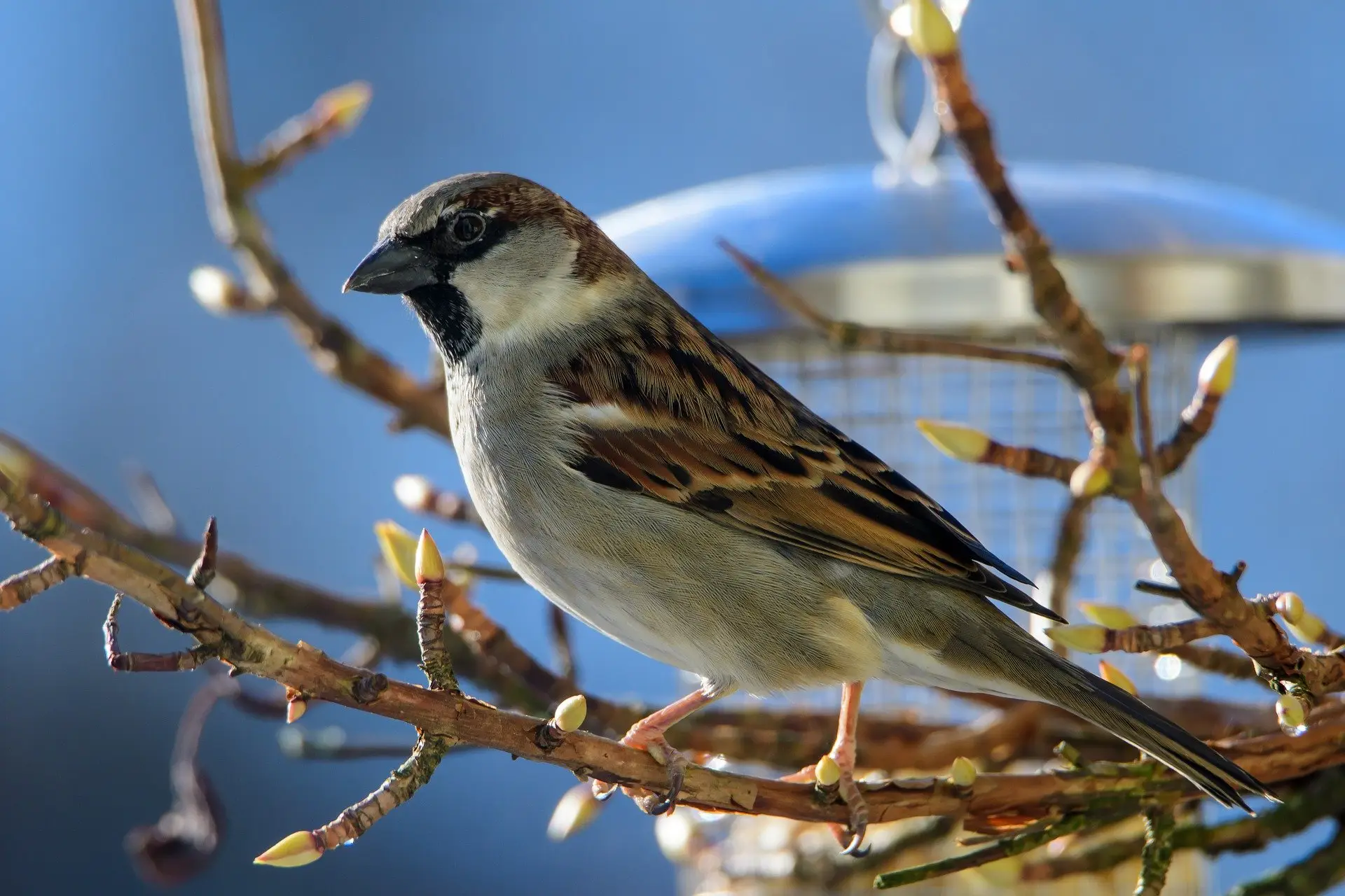 Huismus is de meest getelde vogel in de gemeente Apeldoorn
