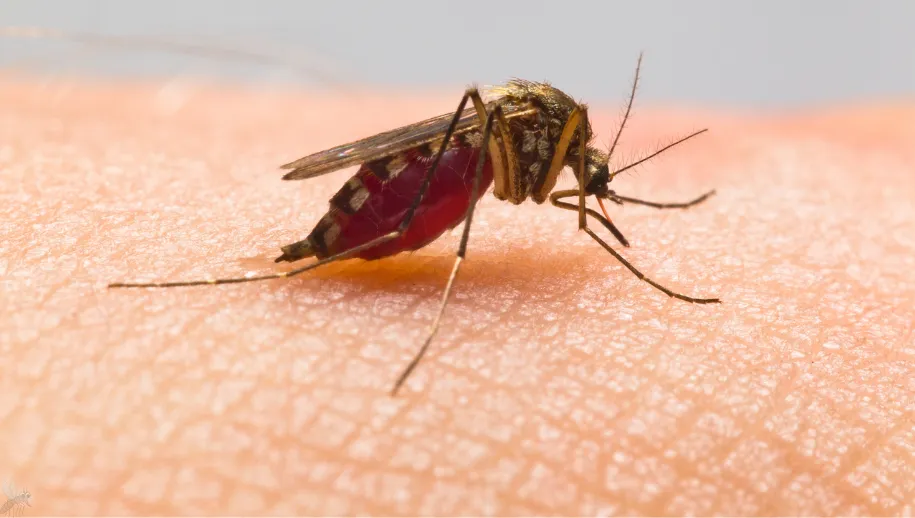 Muggenoverlast in je slaapkamer? Wij hebben tips om ze te verjagen